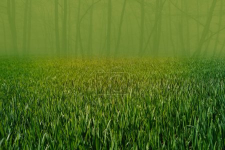 Foto de Hierba verde fresca de la primavera, tiempo, Gusts del viento, troncos verdes borrosos naturales del árbol en el fondo, estación del verano, plantas respetuosas del medio ambiente, tierra agrícola - Imagen libre de derechos