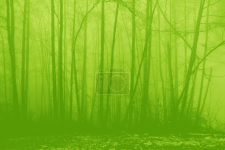 Photo for Green tree trunks in background, summertime season, environmentally friendly plants, blurred photo of mysterious foggy landscape with trees in forest, mysterious mystical concept - Royalty Free Image