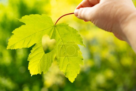 heart-shaped green leaf in female hand, background summer mood concept, seasonal rejuvenating power nature, healthy lifestyle, rejuvenating power nature, time outdoors