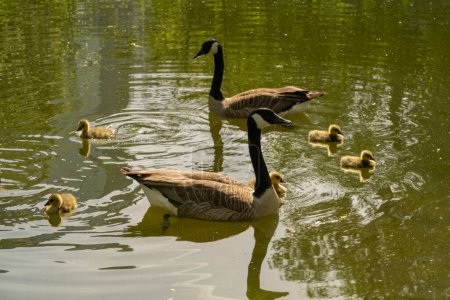 geese with goslings Canada goose swimming on lake, Brant canadian on green meadow with parents in woodland area, Family waterfowl in natural habitat, bird migration control
