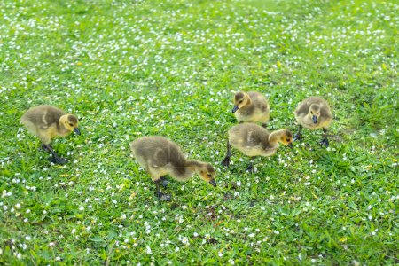 Goslings Canada goose, Brant canadian on green meadow with parents in woodland area, Family ringed waterfowl in natural habitat, bird migration control