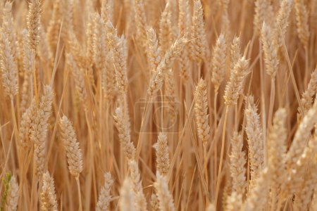 espigas maduras de oro trigo, campo de verano, rica cosecha de pan, importación de granos, exportación, bolsa de valores, comercio de granos, cereales Futuros precios, la naturaleza de poder y la tierra generosa