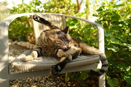 belle couleur whiskas chat rayé lèche pieds chaise en osier dans le jardin ensoleillé, concept vermifuge régulier, maison de chat, amour pour les animaux, soins et hygiène, garder les animaux, la vie mentale avec les animaux de compagnie