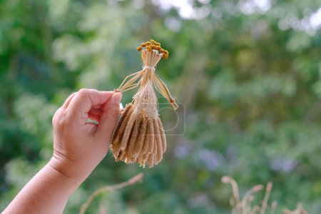 female hands holds ritual doll made of straw, grass in honor rich harvest, scarecrow for fertility, old toy, amulet for children, pagan folk art harvesting, ritual symbolic disguised character