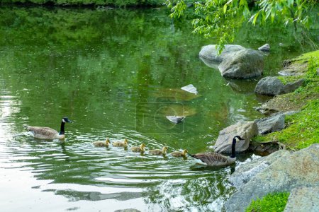 Foto de Gansos con goslings Canada Goose nadando en el lago, Brant canadiense en prado verde con los padres en el área boscosa, Aves acuáticas familiares en hábitat natural, control de migración de aves - Imagen libre de derechos