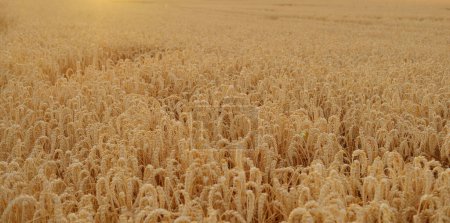 golden ripe ears of wheat in warm rays of sun close-up, checking quality, summer field, concept of rich harvest of bread, grain import, export, stock exchange, grain trading, Grains Futures Prices