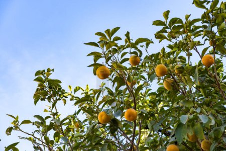 orange tree adorned with plump, Rutaceae family, sun-kissed vibrant citrus fruits, nature's abundance and beauty of simplicity