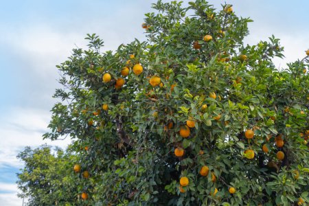 orange tree adorned with plump, Rutaceae family, sun-kissed vibrant citrus fruits, nature's abundance and beauty of simplicity