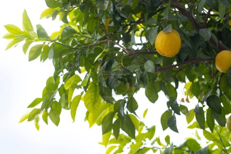 Orangenbaum, geschmückt mit praller Familie der Rutaceae, sonnengeküssten, lebendigen Zitrusfrüchten, dem Reichtum der Natur und der Schönheit der Einfachheit