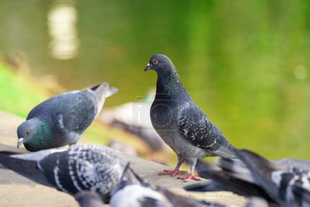 Tauben stehen auf dem Bordstein in der Nähe eines Sees in einem Stadtpark. Nahaufnahme. Vogel- und Naturkonzept