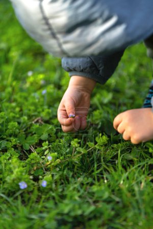 Ein dreijähriger Kleinkind-Junge hält in einem Stadtpark eine kleine blaue Blume in den Händen. Liebe der Kinder zur Natur. Selektiver Fokus