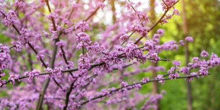 American Eastern Redbud Tree or Cercis canadensis blossoming in a park close up. Selective focus. Nature concept