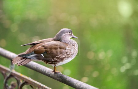 A beautiful brown female mandarin duck stands on a fence near the lake. Close-up photo. Nature and wild birds