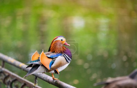 Eine schöne männliche Mandarinenente steht auf einem Zaun in der Nähe des Sees. Nahaufnahme. Natur und Wildvögel
