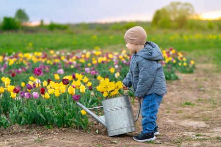 Happy three year old toddler boy watering tulips in a flower field on a sunny spring day. Childhood and nature concept