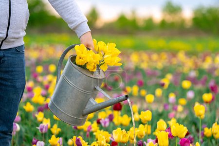 Gardener watering tulips in a flower field on a sunny spring day. Nature concept