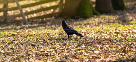 Un cuervo negro con un palo de madera en la boca se encuentra en las hojas del parque. Concepto de aves y naturaleza
