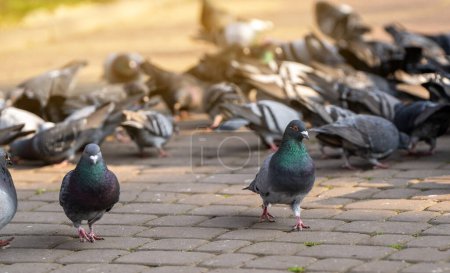 Tauben stehen auf dem Stadtpark. Nahaufnahme. Vogel- und Naturkonzept