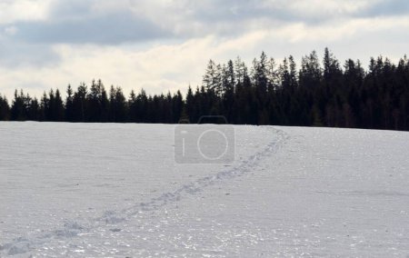 Foto de Hermoso paisaje de invierno con nieve y árboles - Imagen libre de derechos