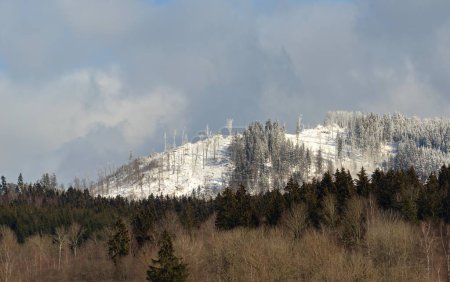 Téléchargez les photos : Beau paysage hivernal avec des arbres enneigés - en image libre de droit