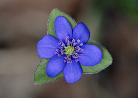 Foto de Hepatica Nobilis - Liverwort: el mensajero de la primavera, una flor azul que puede ayudar al hígado y la vesícula biliar. - Imagen libre de derechos