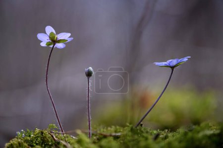 Foto de Hepatica Nobilis - Liverwort: el mensajero de la primavera, una flor azul que puede ayudar al hígado y la vesícula biliar. - Imagen libre de derechos
