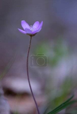 Téléchargez les photos : Hepatica Nobilis - Liverwort : le messager du printemps, une fleur bleue qui peut aider le foie et la vésicule biliaire. - en image libre de droit