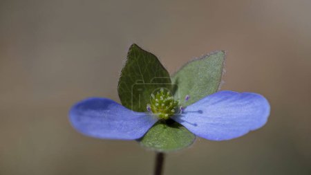 Téléchargez les photos : Hepatica Nobilis - Liverwort : le messager du printemps, une fleur bleue qui peut aider le foie et la vésicule biliaire. - en image libre de droit
