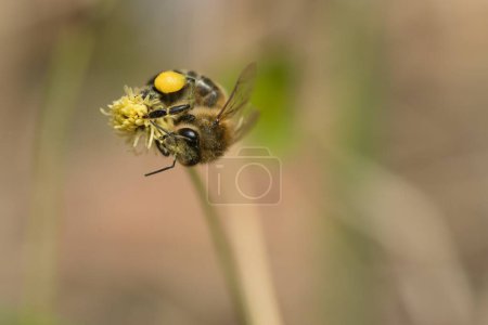 Photo for Bee laying honey from spring flowers close up - Royalty Free Image