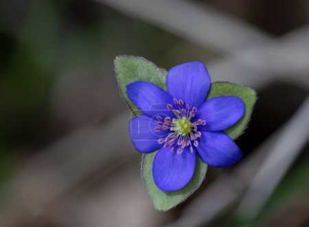 Photo for Hepatica Nobilis - Liverwort: the messenger of spring, a blue flower that can help the liver and gall bladder. - Royalty Free Image