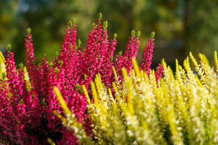 Téléchargez les photos : Calluna vulgaris, bruyère colorée, image de fond gros plan - en image libre de droit