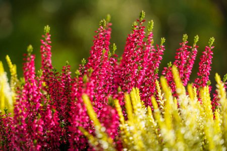 Foto de Calluna vulgaris, brezo colorido, imagen de fondo de primer plano - Imagen libre de derechos