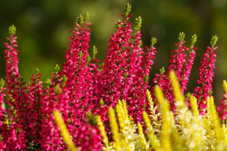 Photo for Calluna vulgaris, colorful heather, close-up background image - Royalty Free Image