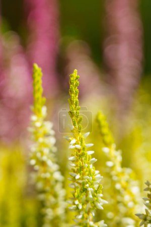 Téléchargez les photos : Calluna vulgaris, bruyère colorée, image de fond gros plan - en image libre de droit