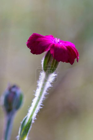 Foto de Clavel rojo púrpura flor primer plano en el fondo - Imagen libre de derechos