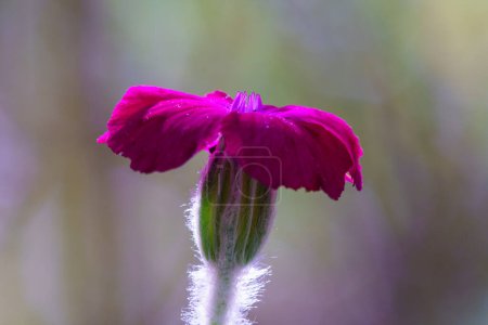 Foto de Clavel rojo púrpura flor primer plano en el fondo - Imagen libre de derechos
