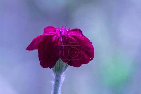 Photo for Red purple carnation flower close-up on background - Royalty Free Image