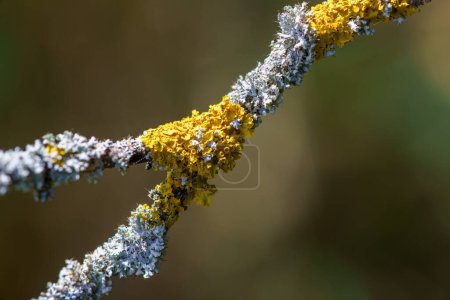 Téléchargez les photos : Mousse jaune et champignon parasite sur une branche d'arbre. - en image libre de droit
