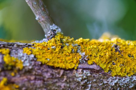 Téléchargez les photos : Mousse jaune et champignon parasite sur une branche d'arbre. - en image libre de droit