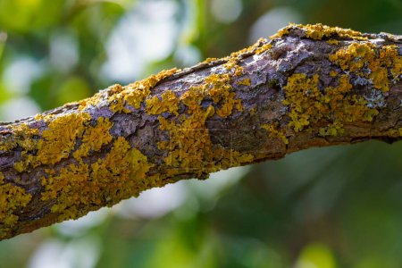 Foto de Musgo amarillo y parásito de hongos en una rama de árbol. - Imagen libre de derechos