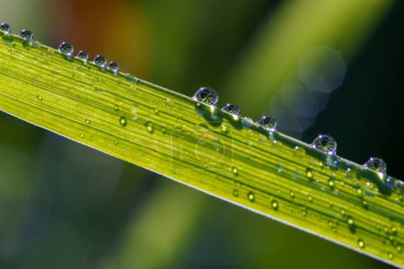 Foto de Hermosas gotas de rocío fresco por la mañana en la jugosa hierba verde - Imagen libre de derechos