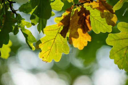 Photo for Autumn colorful leaves on oak branch for background. - Royalty Free Image