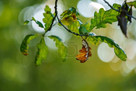 Photo for Autumn colorful leaves on oak branch for background. - Royalty Free Image