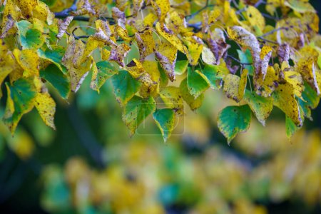 Foto de Otoño hojas de colores en la rama de roble para el fondo. - Imagen libre de derechos