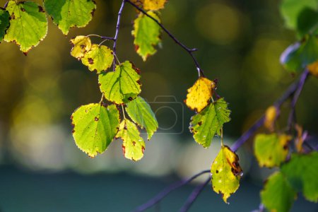 Téléchargez les photos : Feuilles colorées d'automne sur branche de chêne pour fond. - en image libre de droit