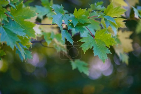 Téléchargez les photos : Feuilles de couleur automne sur une branche d'érable. - en image libre de droit