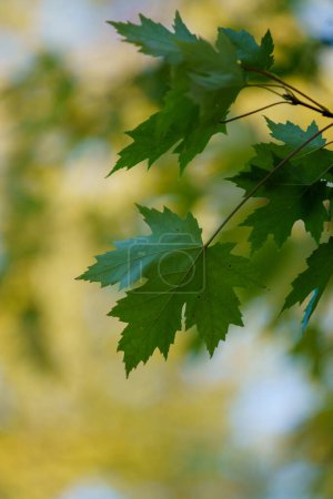 Foto de Hojas de color otoño en una rama de arce. - Imagen libre de derechos