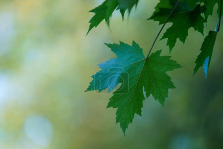 Téléchargez les photos : Feuilles de couleur automne sur une branche d'érable. - en image libre de droit