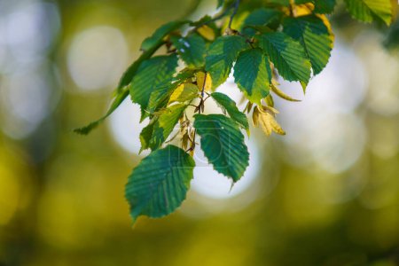 Téléchargez les photos : Feuilles de couleur automne sur une branche de hêtre. - en image libre de droit