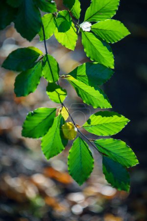 Téléchargez les photos : Feuilles de couleur automne sur une branche de hêtre. - en image libre de droit